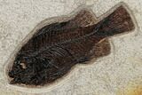 Wide Green River Fossil Fish Mural With Huge Diplomystus #189305-3